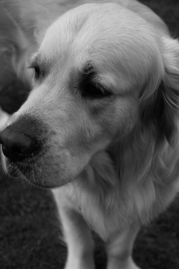 golden-retriver